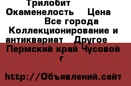 Трилобит Asaphus. Окаменелость. › Цена ­ 300 - Все города Коллекционирование и антиквариат » Другое   . Пермский край,Чусовой г.